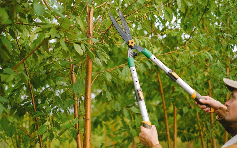 Tree trimming in Butler, PA